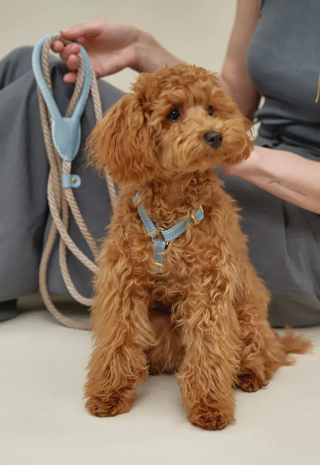 A luxurious set of dog accessories - handmade, premium