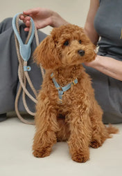 A luxurious set of dog accessories - handmade, premium