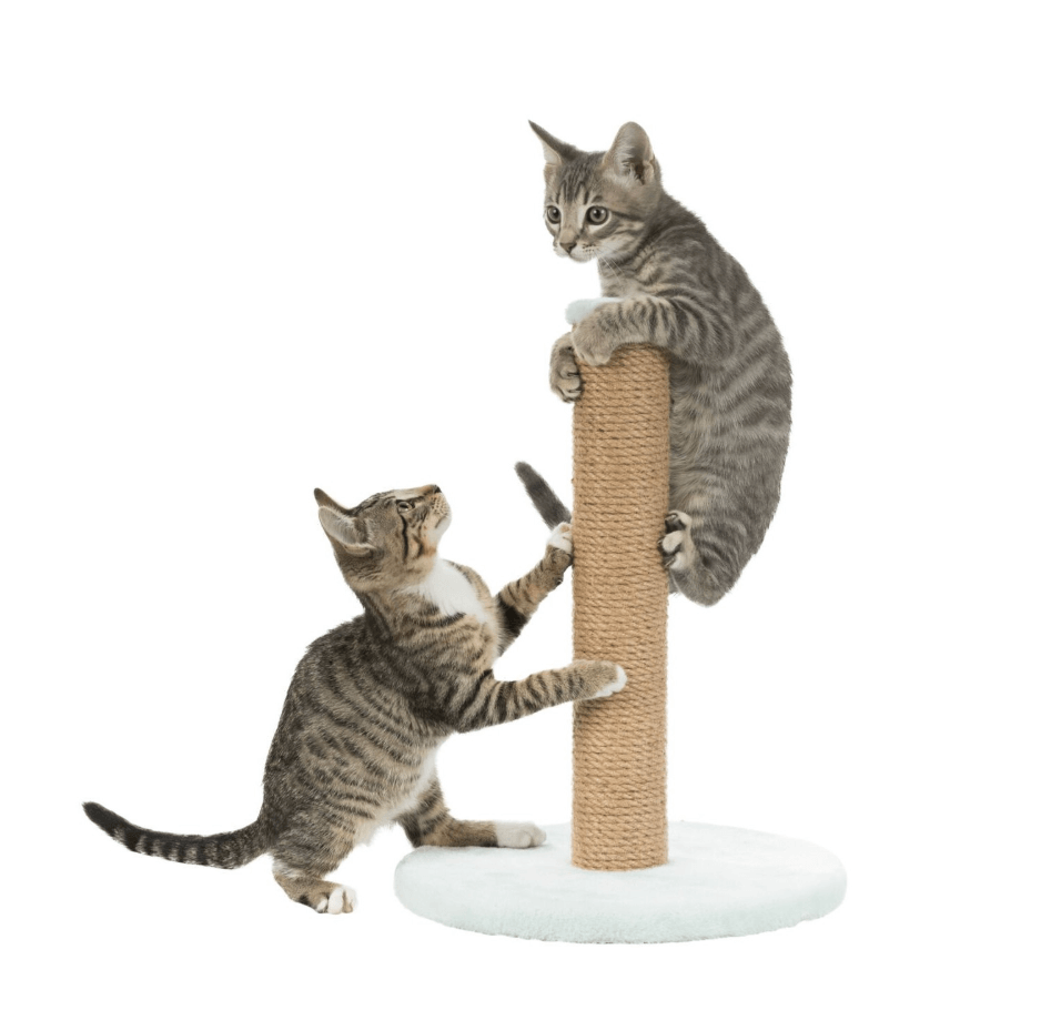 Junior Scratcher 47 cm - perfect for young cats