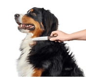 Hunter comb with rotary teeth for a dog and a cat