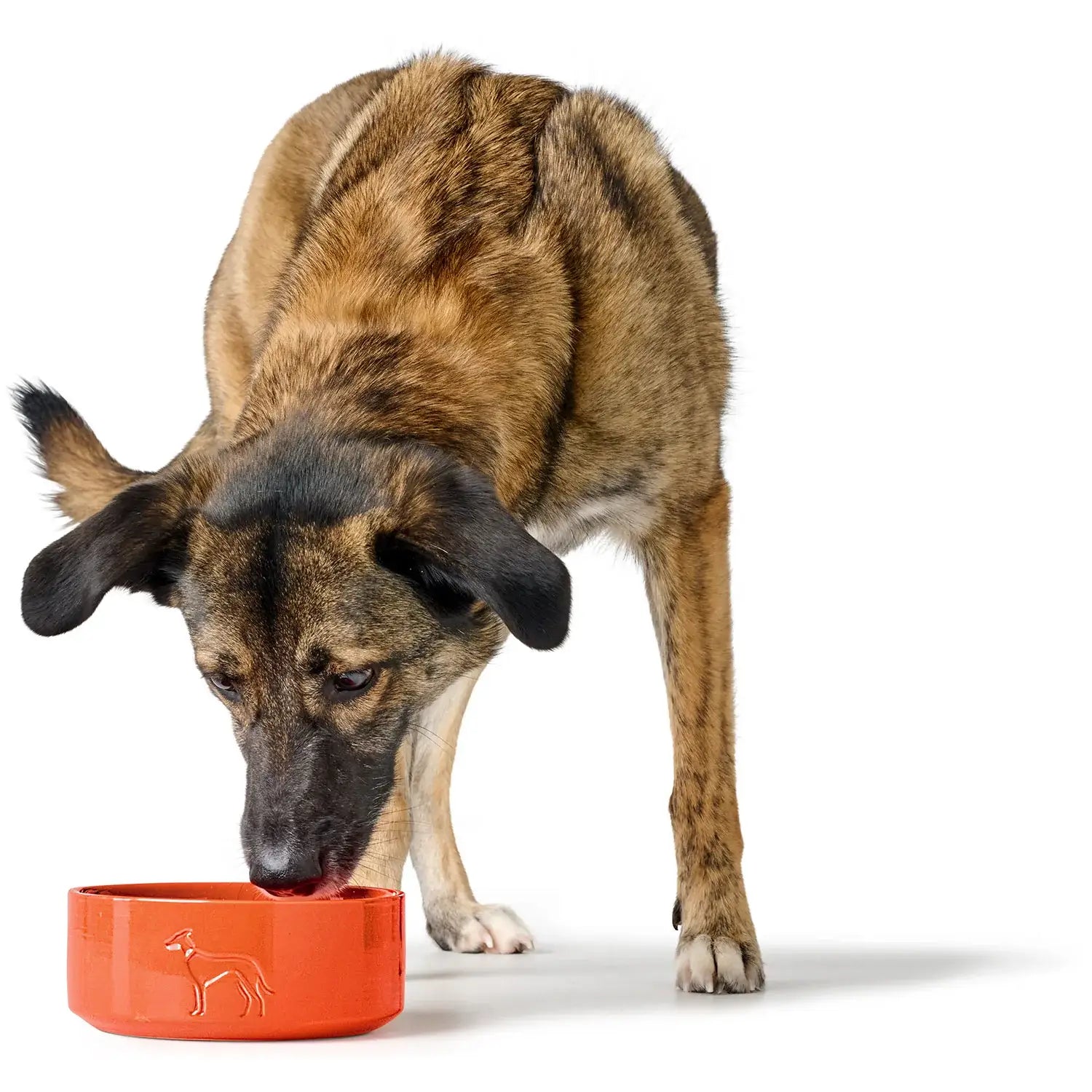 Hunter Miska ceramiczna dla psa Osby – elegancki styl