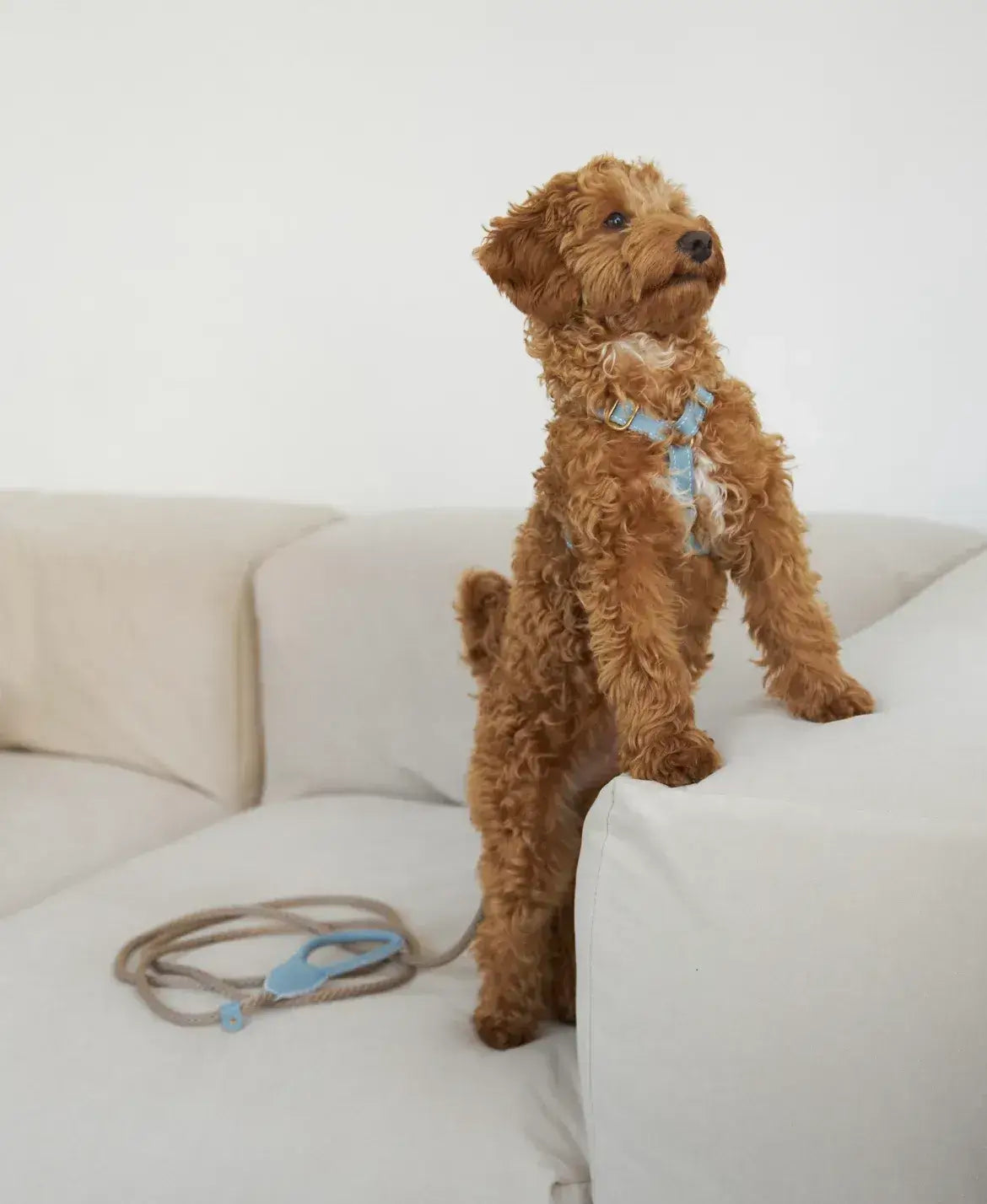 A luxurious set of dog accessories - handmade, premium