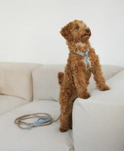 A luxurious set of dog accessories - handmade, premium