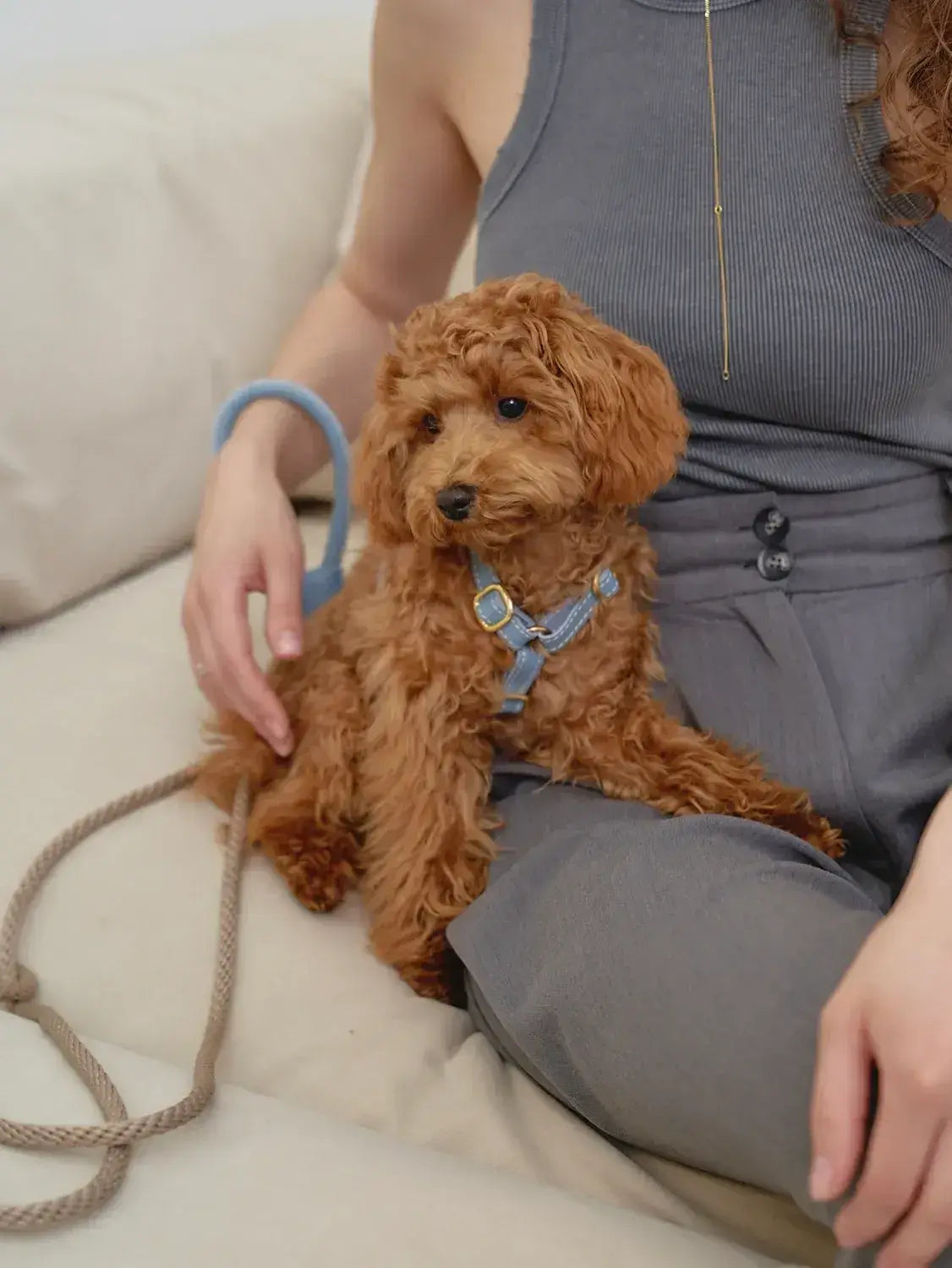 A luxurious set of dog accessories - handmade, premium