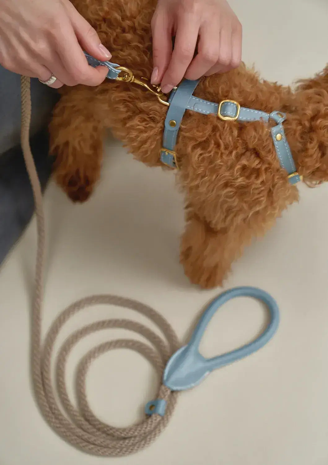 A luxurious set of dog accessories - handmade, premium