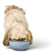 Hunter Ceramic Bowl for Dog Braga - stylish and unique