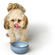 Hunter Ceramic Bowl for Dog Braga - stylish and unique