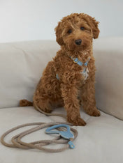 A luxurious set of dog accessories - handmade, premium