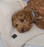 Dog blanket "Chess" - beige (100 × 80 cm)