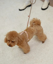 A luxurious set of dog accessories - handmade, premium