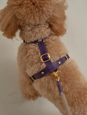 A luxurious set of dog accessories - handmade, premium