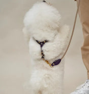 A luxurious set of dog accessories - handmade, premium