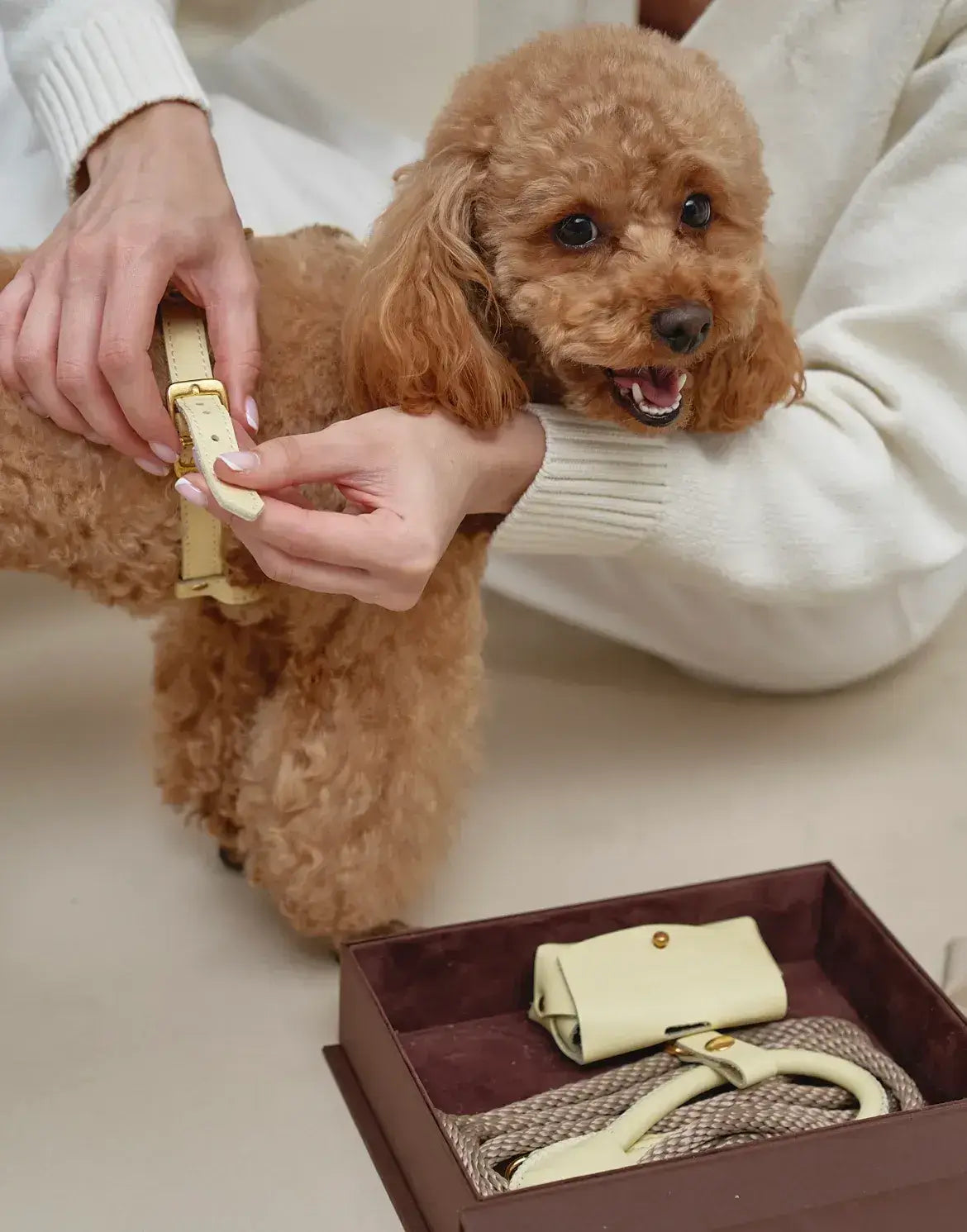 A luxurious set of dog accessories - handmade, premium