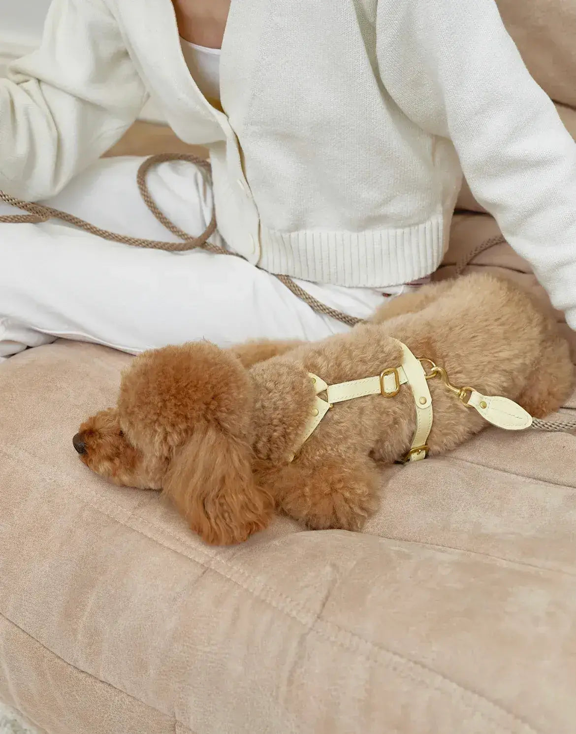 A luxurious set of dog accessories - handmade, premium