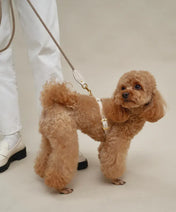 A luxurious set of dog accessories - handmade, premium