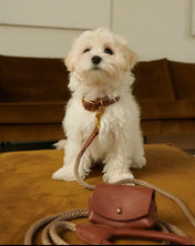 A luxurious set of dog accessories - handmade, premium