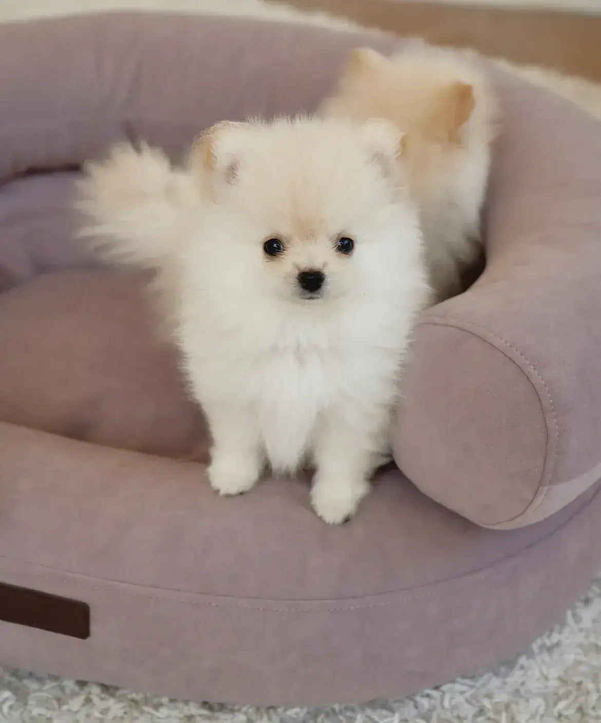 Dog bed "Marshmallow" in pink