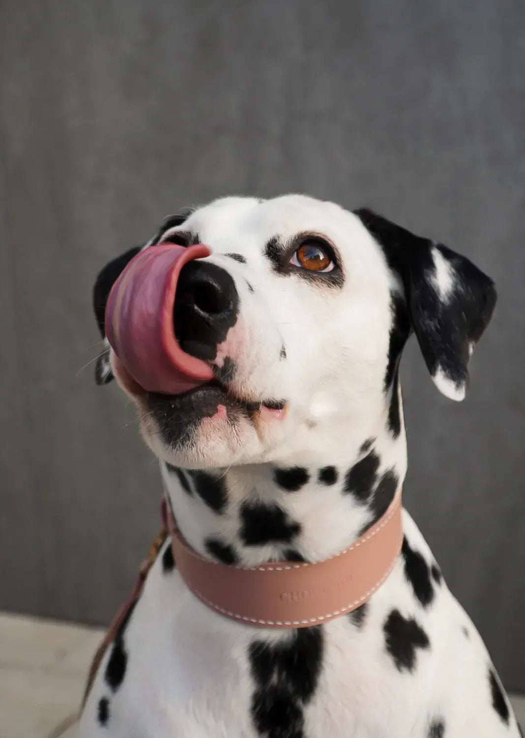 "Almond" dog collar - lightness, comfort and handcraft