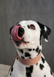 "Almond" dog collar - lightness, comfort and handcraft