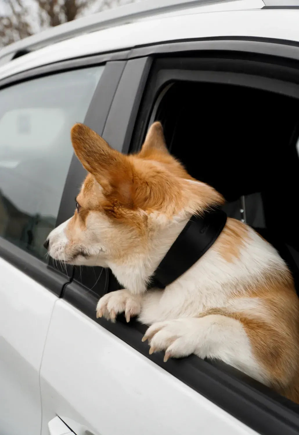 "Almond" dog collar - lightness, comfort and handcraft