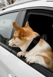 "Almond" dog collar - lightness, comfort and handcraft