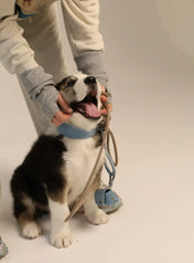 "Almond" dog collar - lightness, comfort and handcraft