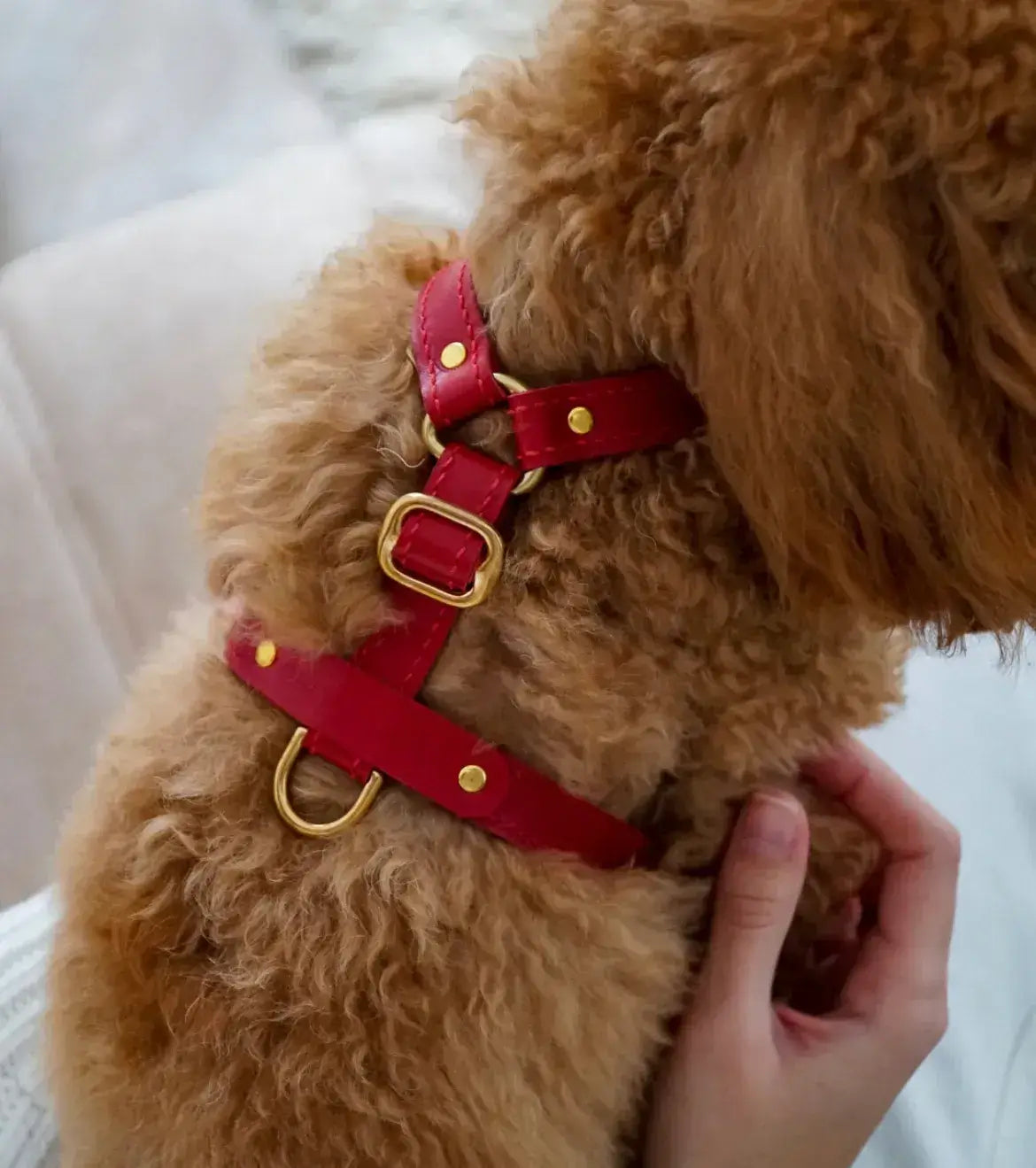 Luksusowe szelki dla psa Classy – ręcznie robione z włoskiej skóry, premium