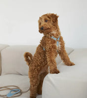 Classy luxury dog harness - handcrafted from premium Italian leather