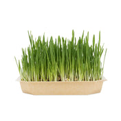 Family First Cat Grass, 100g, in a container