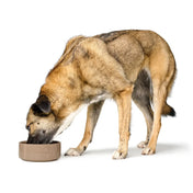 Hunter Ceramic Bowl for Dog Osby - elegant style
