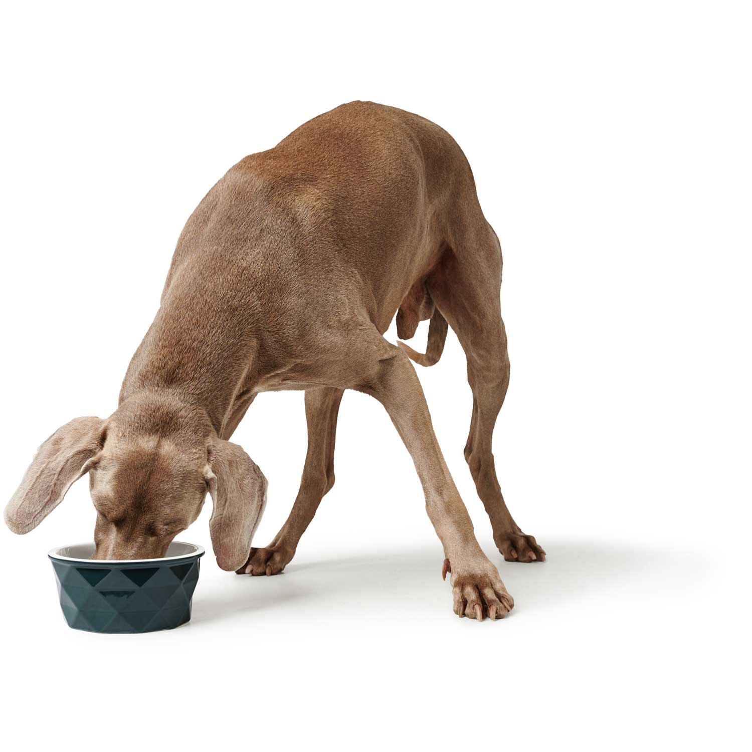 Hunter ceramic bowl for a dog EIBY - stylish and stable
