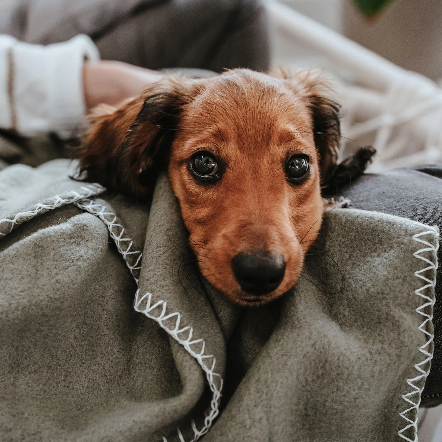 Hunter Koc for Dog Casper XXL - soft, versatile and durable