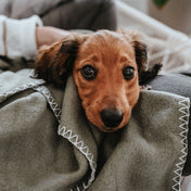 Hunter Koc for Dog Casper XXL - soft, versatile and durable