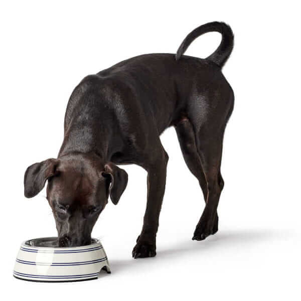 Hunter Melamine Bowl Silda White for Dog