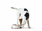 Hunter Mogami Melamine Dog Bowl