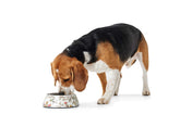 Hunter Mogami Melamine Dog Bowl
