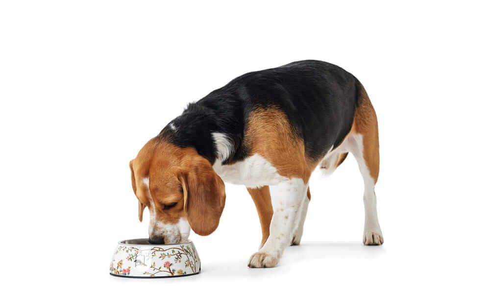 Hunter Mogami Melamine Dog Bowl