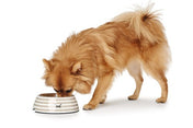 Hunter Sansibar Beige Melamine Dog Bowl