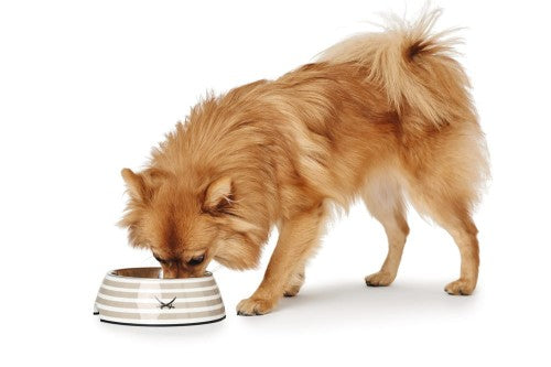 Hunter Sansibar Beige Melamine Dog Bowl