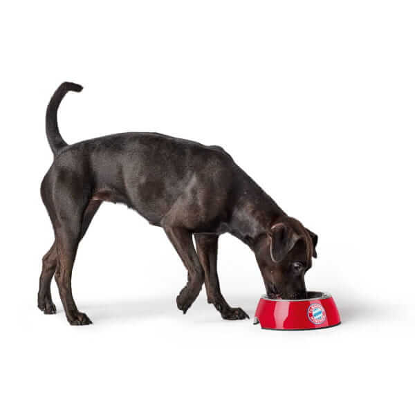 Hunter Dog Bowl FC Bayern München Melamine