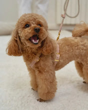 A luxurious set of dog accessories - handmade, premium